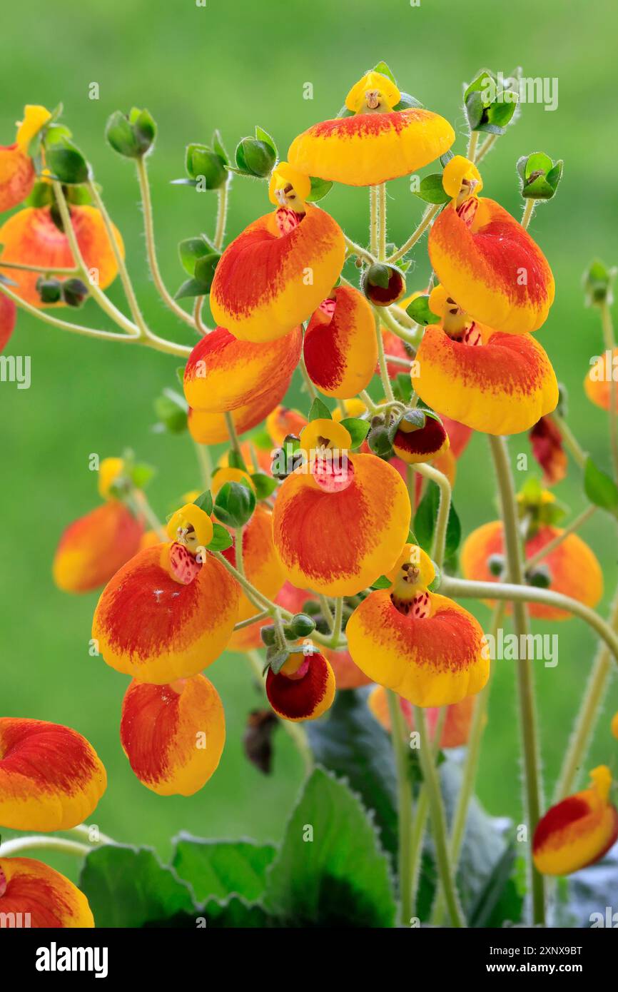 Slipper flower hi res stock photography and images Alamy