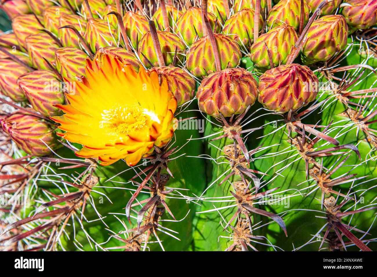 Ibiza cactus hi-res stock photography and images - Alamy