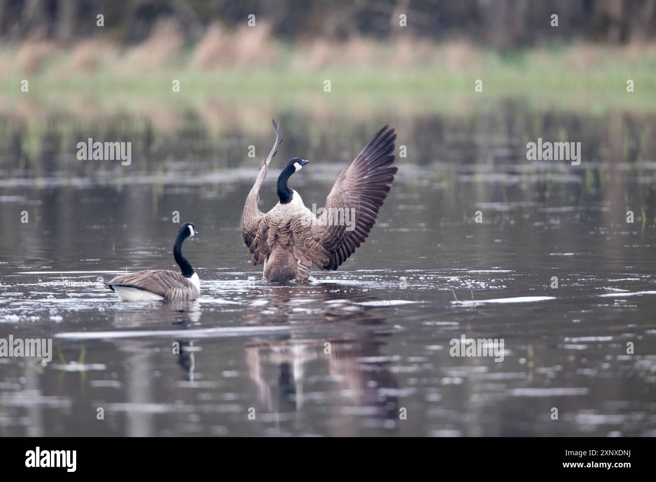 Canada goose frankfurt germany online