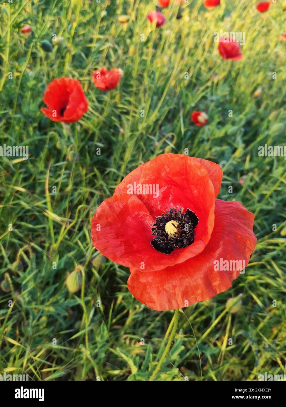 Poppies in a meadow hi-res stock photography and images - Alamy