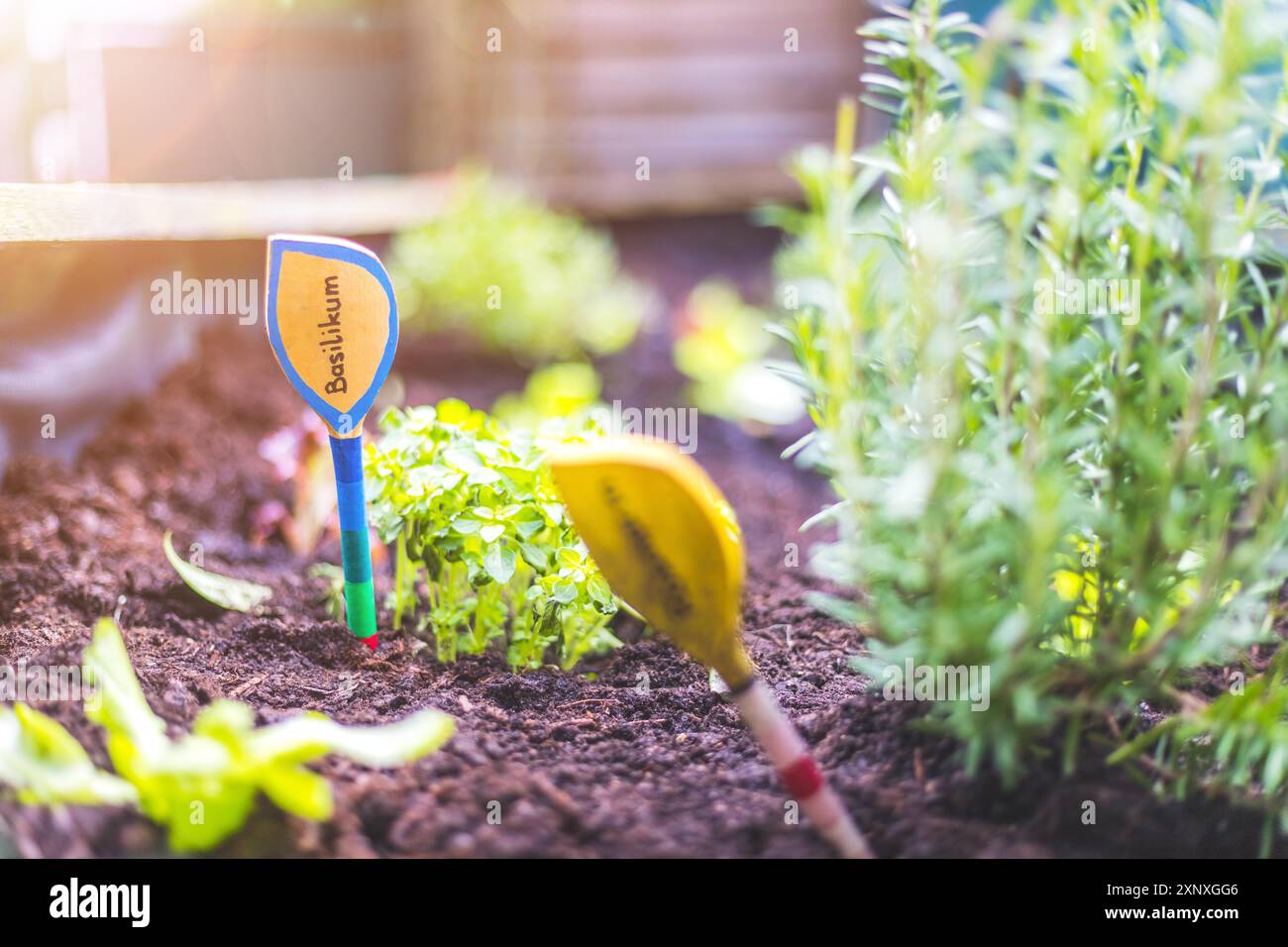 Aromatic and healthy herbs growing in a raised bed in the own garden. Basil Stock Photo