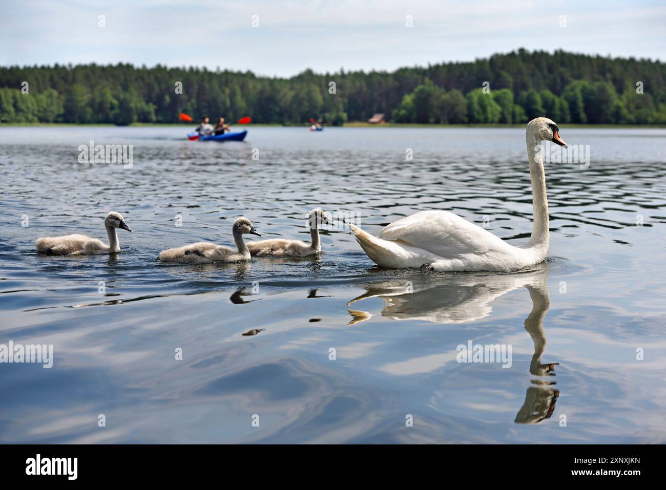 Canoe trip with swans on Lake Srovinaitis around Ginuciai, Aukstaitija National Park, Lithuania, Europe Copyright: GOUPIxCHRISTIAN 1382-191 Stock Photo