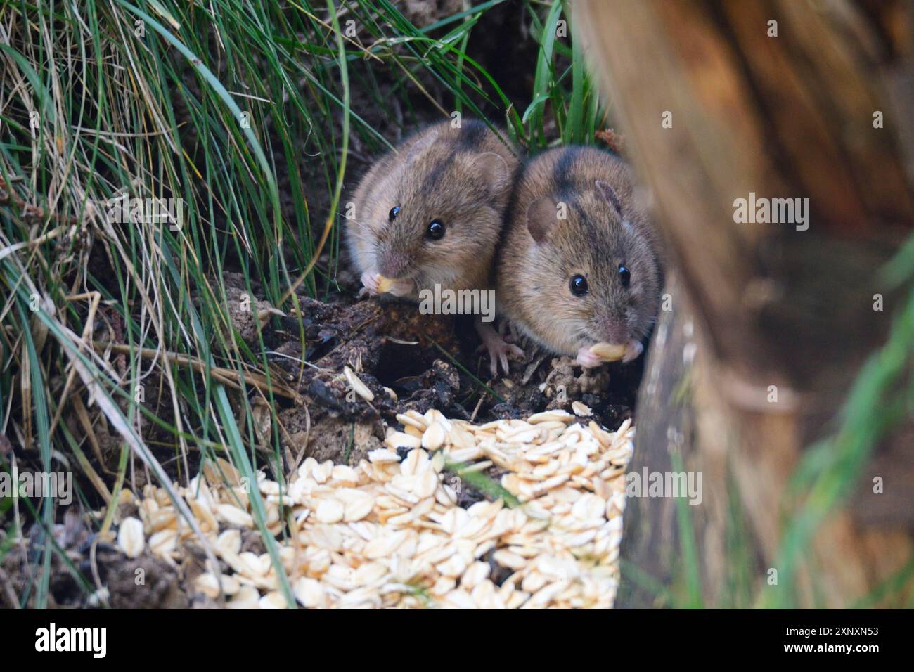 Striped field mouse (Apodemus agrarius) at the bird feeder, Striped field mouse looking for food Stock Photo