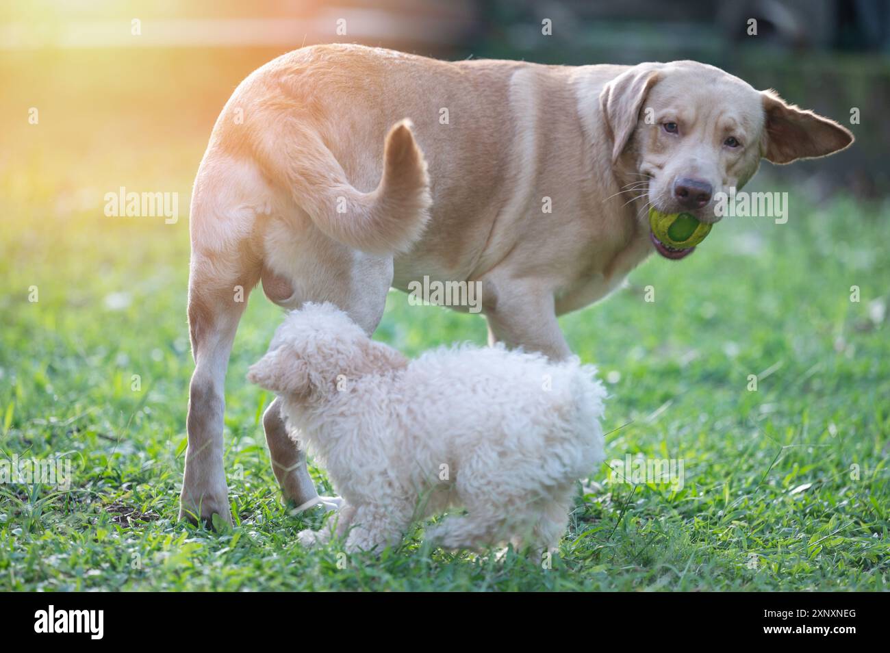 Poodle puppy try to bite labrador tale while playing on green lawn Stock Photo