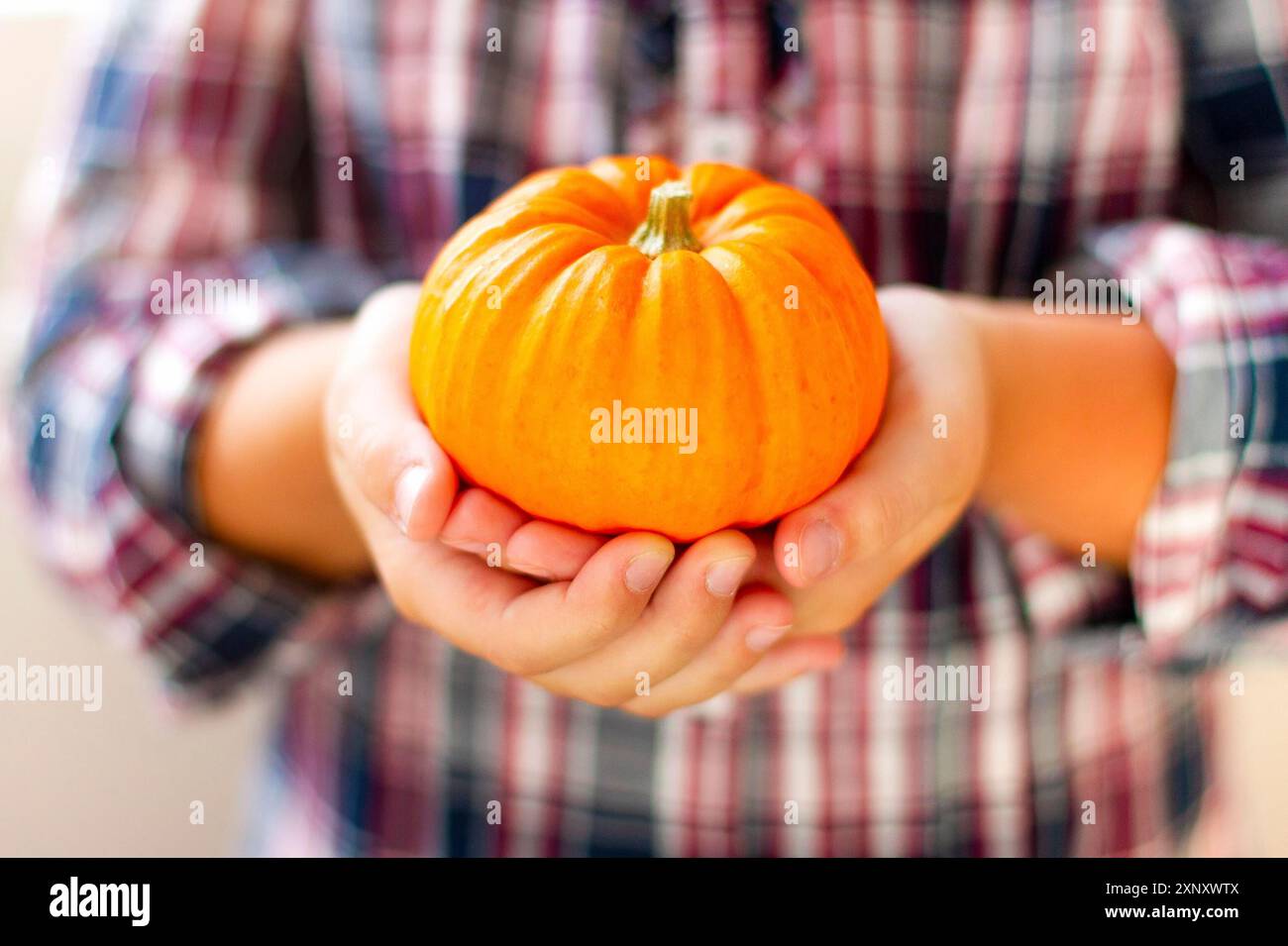Crop female in casual checkered shirt holding orange mini pumpkin in hands Stock Photo