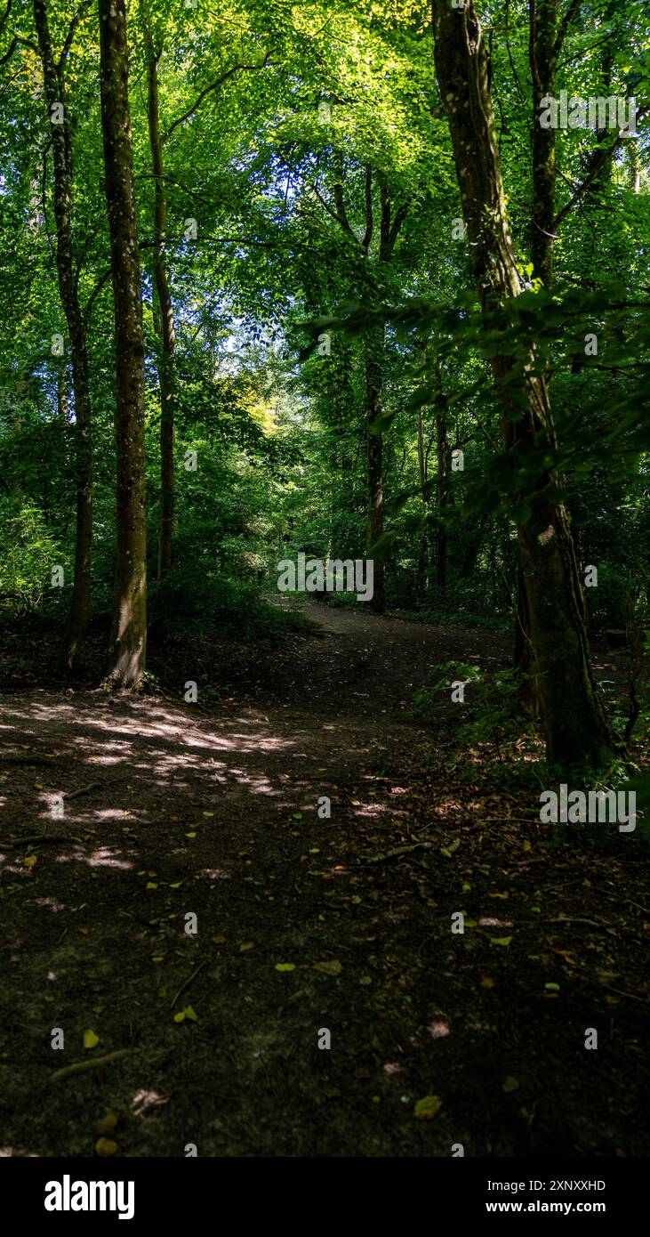 Sunlight shining through the green canopy of a forest onto the path ...