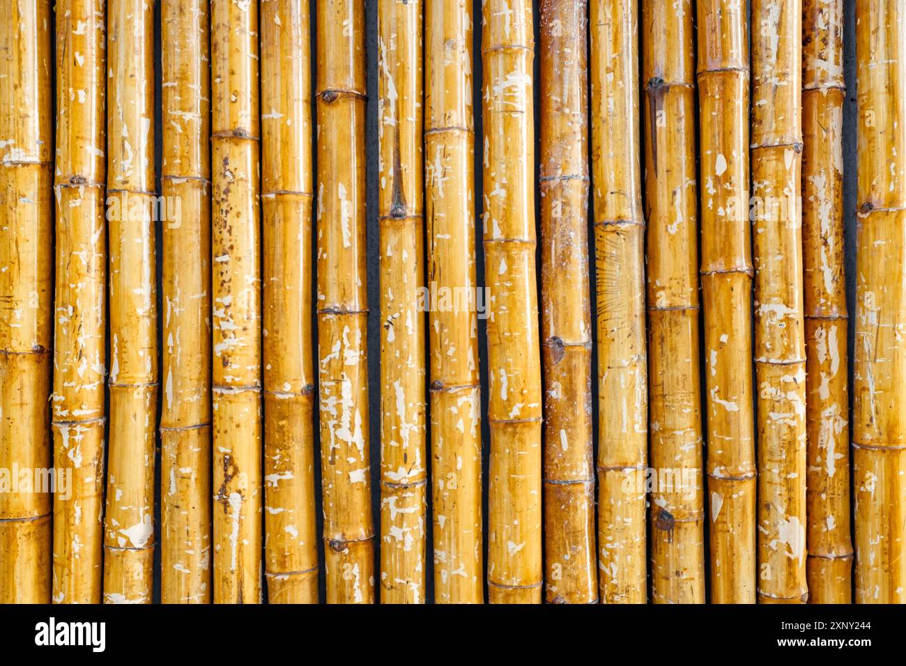 bamboo wall, uniform background Stock Photo