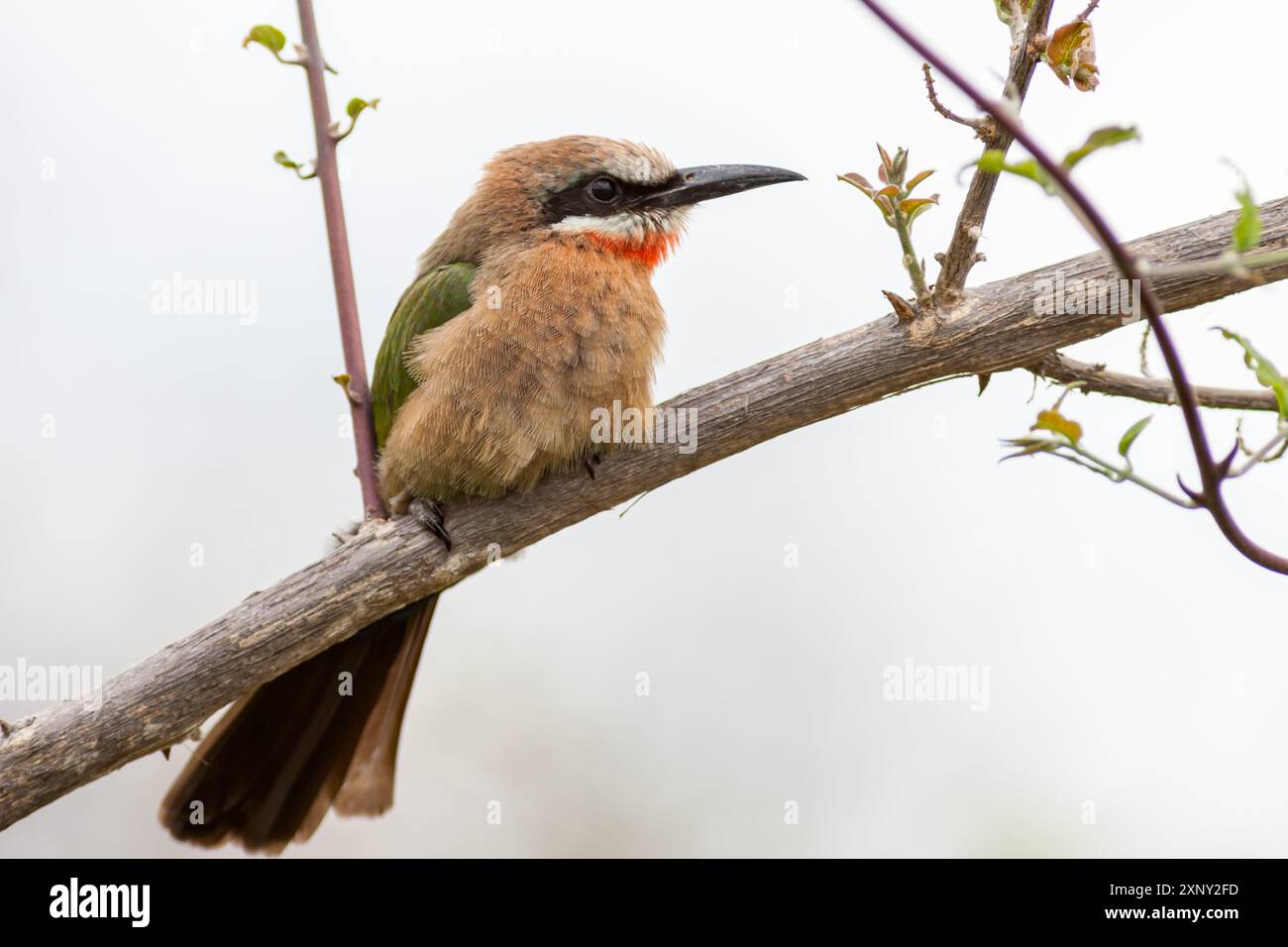 South Africa, Kruger National Park, White-fronted Bee-eater (Merops ...
