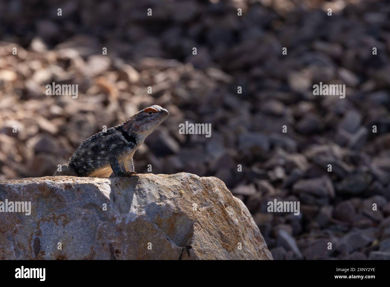 Single Spiny Lizard in selected focus looks outward while standing on ...