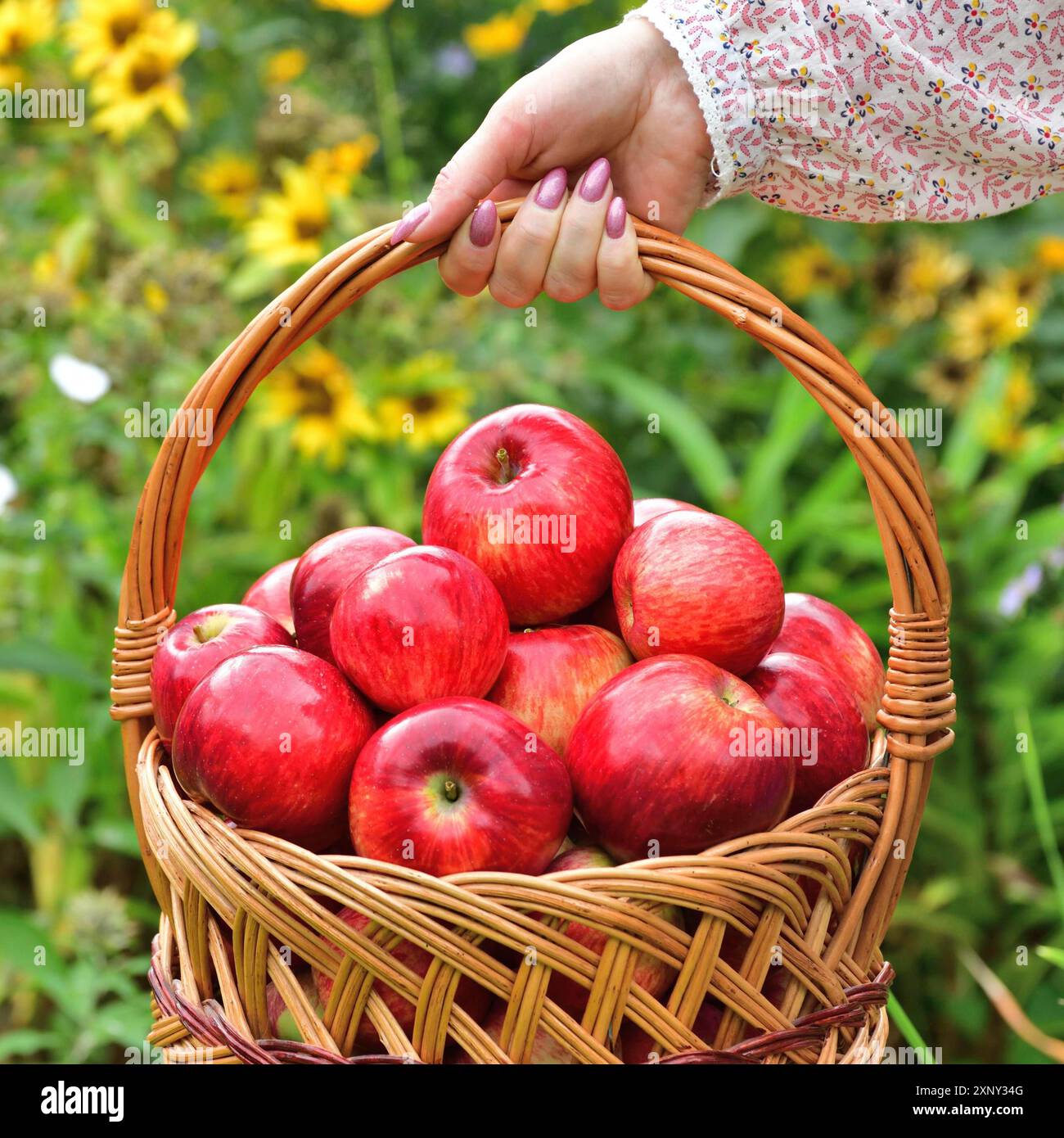 Woman holding wicker basket hi-res stock photography and images - Alamy