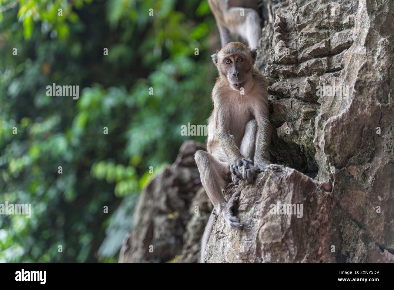 Monkey in a temple complex in Malaysia Stock Photo - Alamy