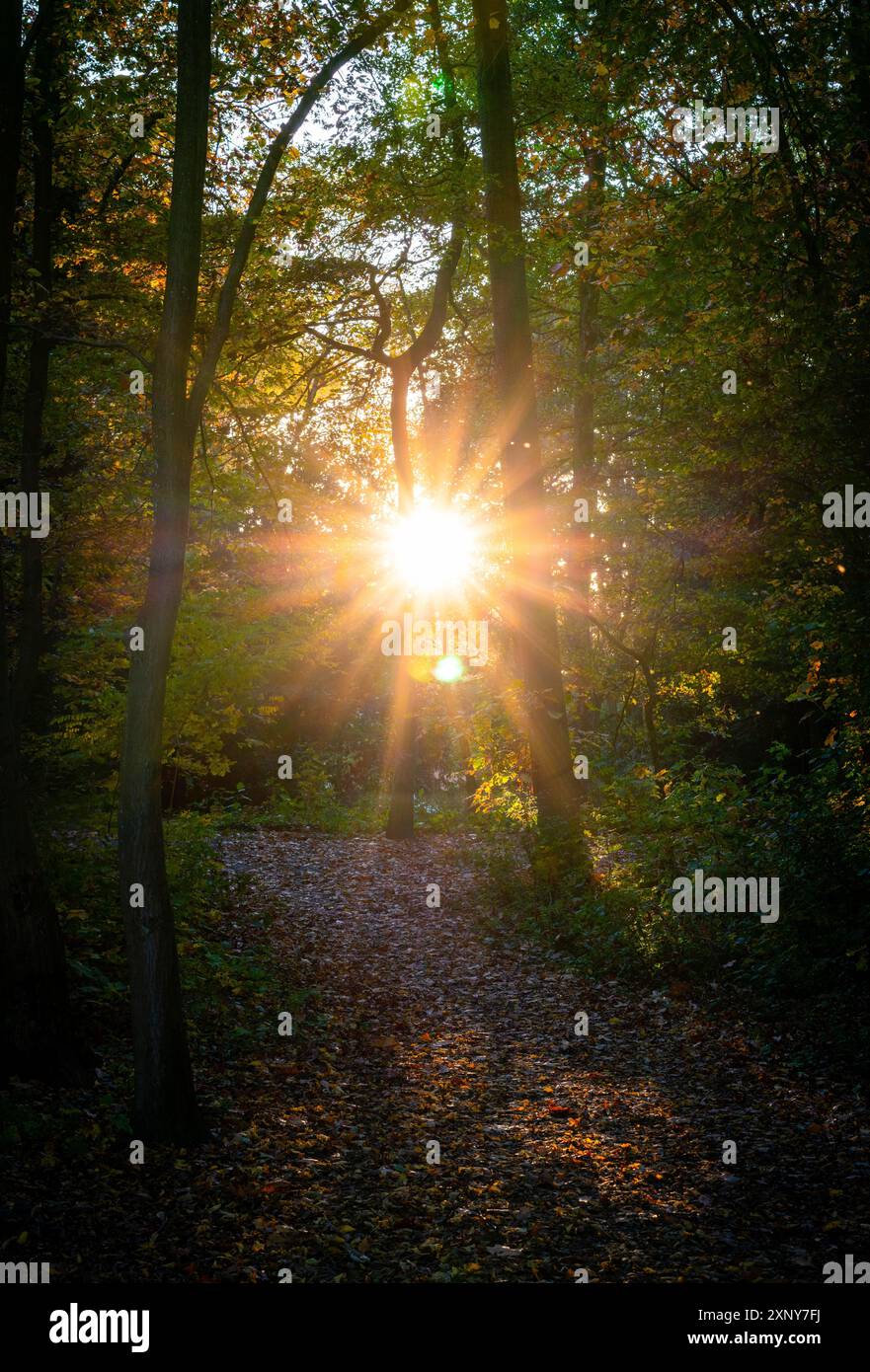 A sunny autumn day on the six lake plateau in Duisburg Stock Photo