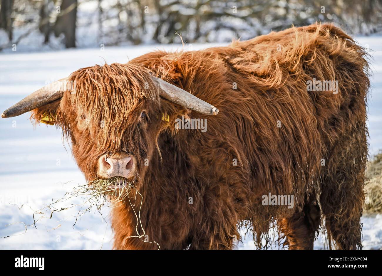 Galloway rind hi-res stock photography and images - Alamy