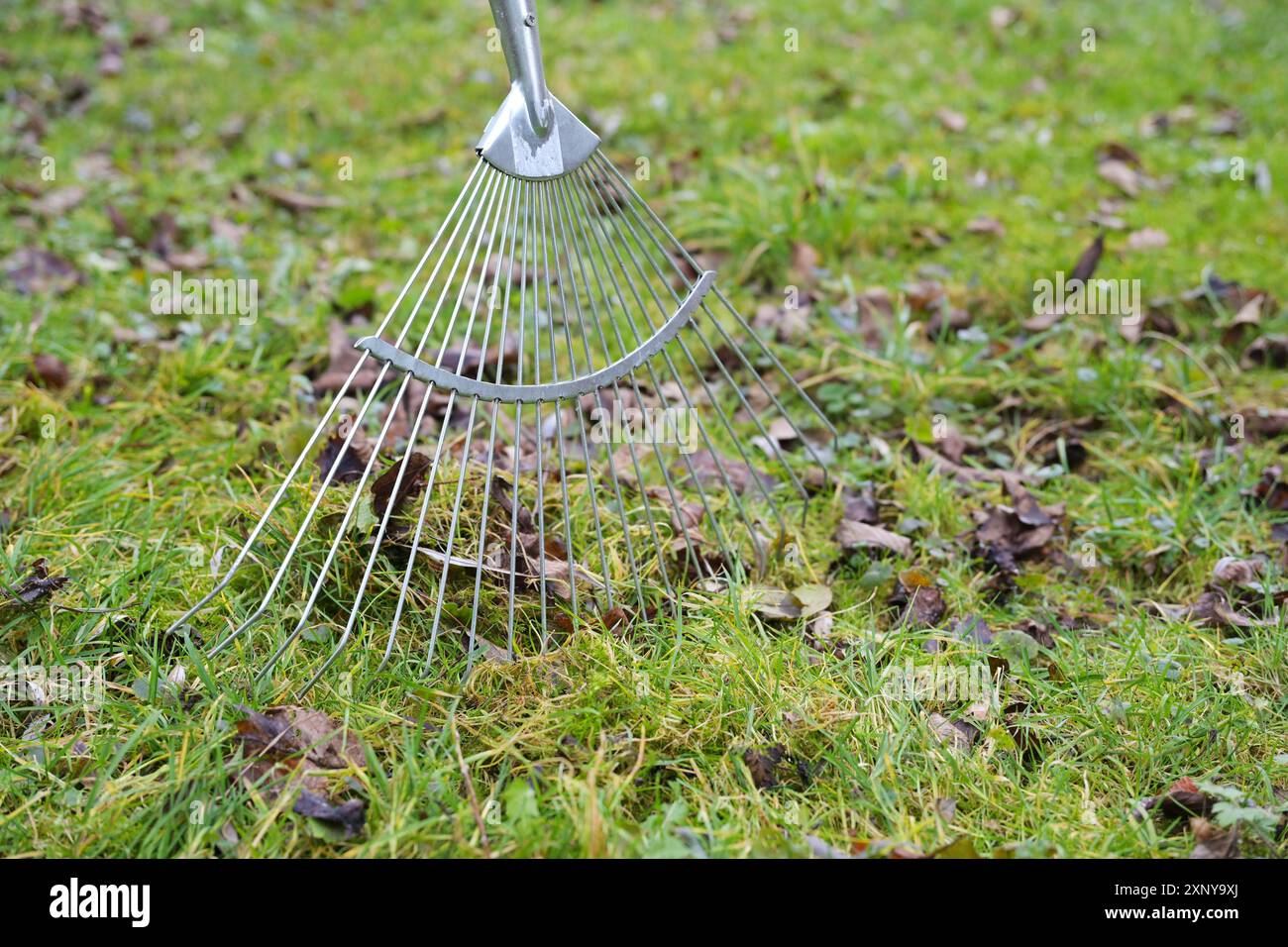 Wire leaf rake removing old brown leaves from the grass in the meadow, cleaning up in garden and yard in spring, copy space, selected focus, narrow Stock Photo