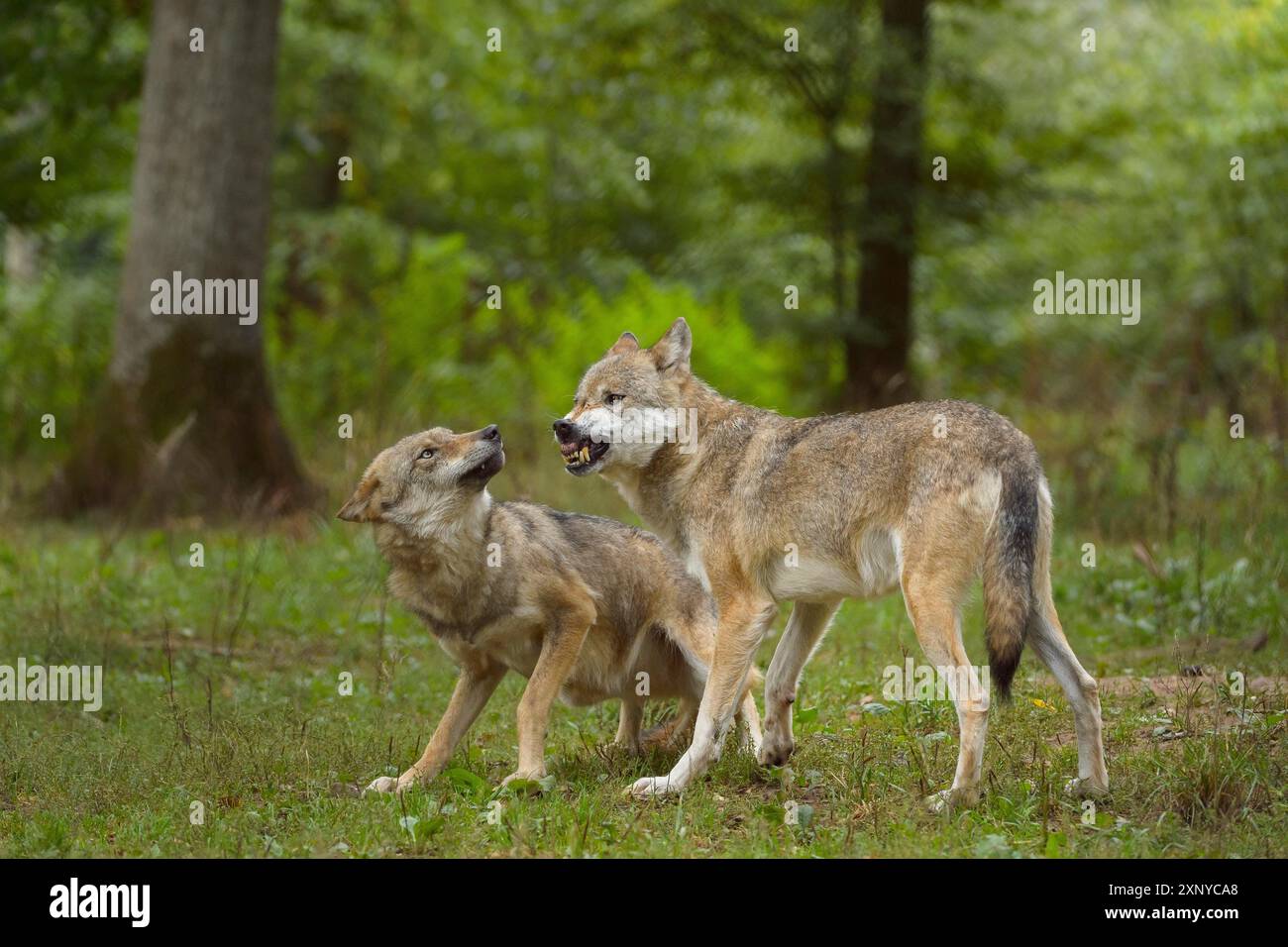 Wolf (Canis lupus), two wolves in a forest, summer, Germany Stock Photo ...