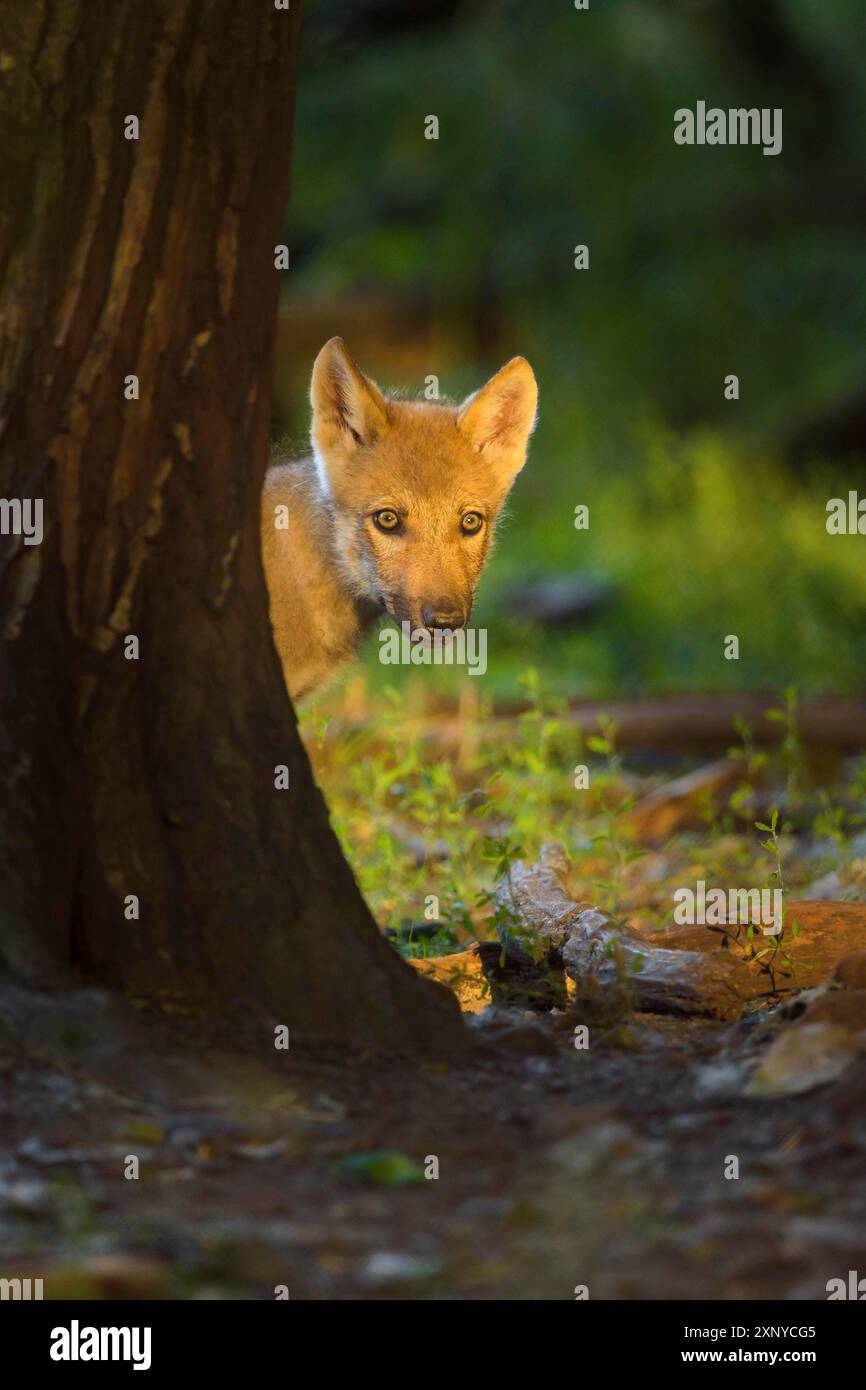 Wolf (Canis lupus), wolf cub peeks from behind a tree, summer, Germany ...