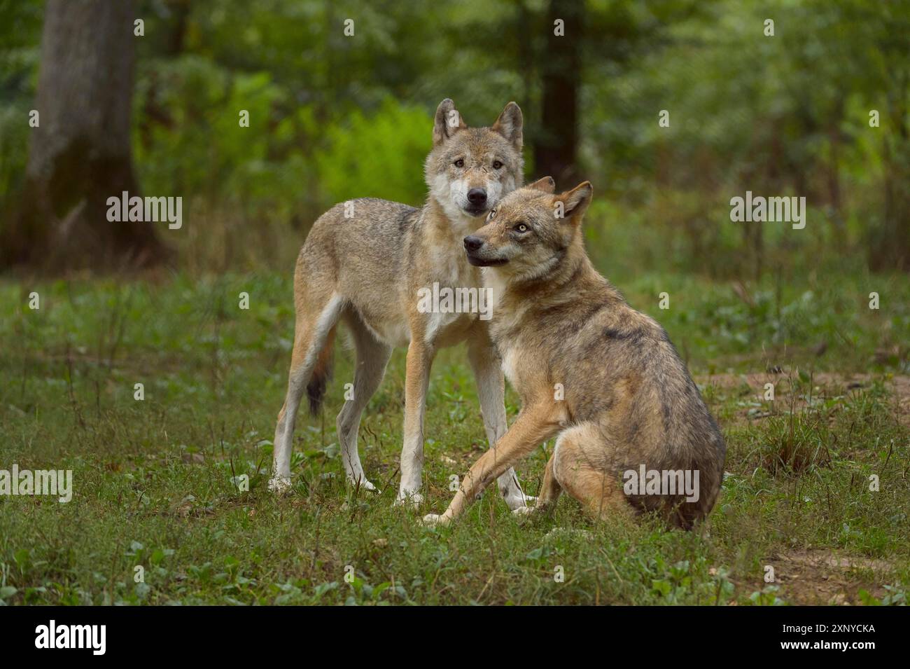 Wolf (Canis lupus), two wolves in a forest, summer, Germany Stock Photo