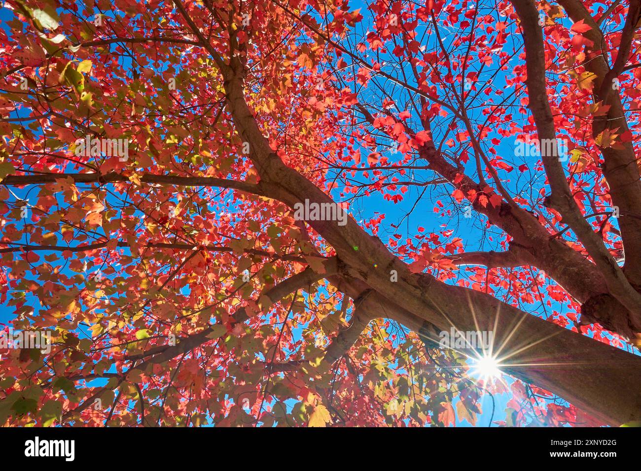 Autumn tree (Acer), with red leaves in front of clear blue sky and ...