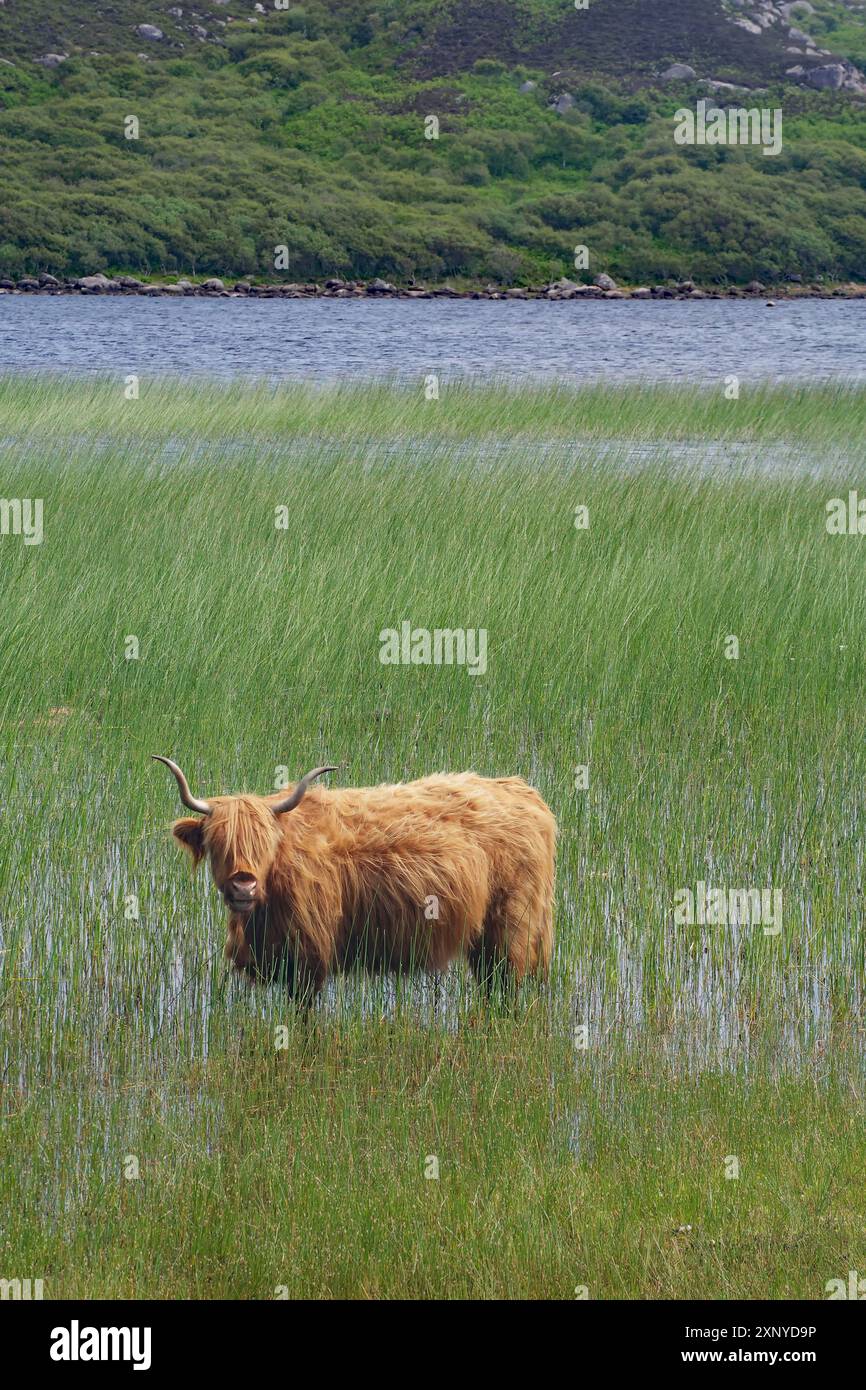 Highland cow in water hi-res stock photography and images - Alamy