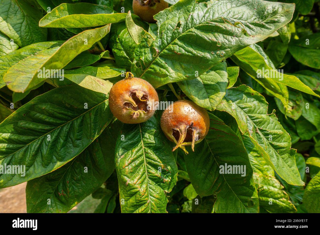Mespilus Tree Rose family tree hi-res stock photography and images - Alamy