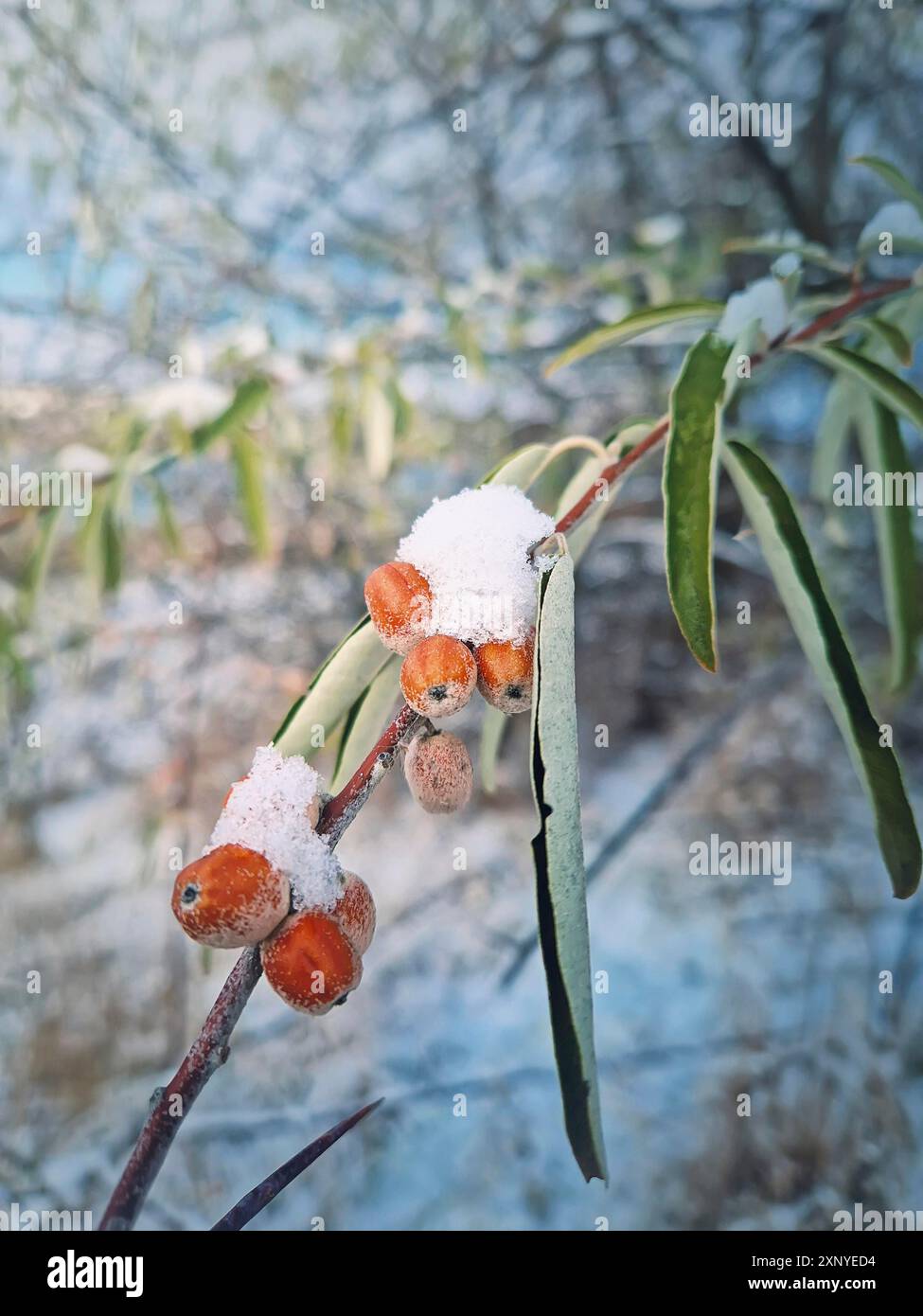 Closeup oleaster tree branch with a bunch of wild berries covered with ...