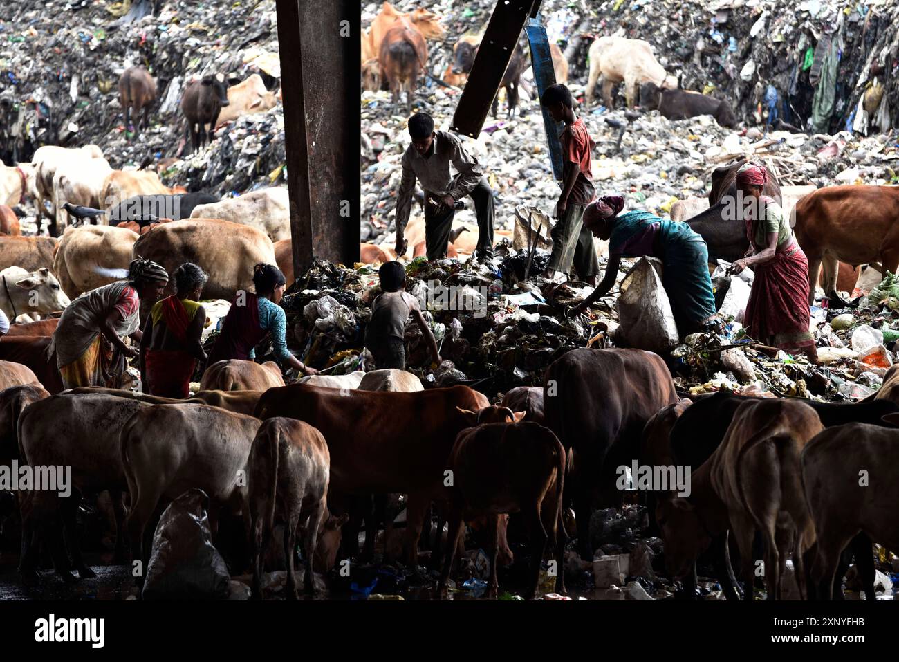 Rag pickers look for recyclable materials as cows wander around at one ...