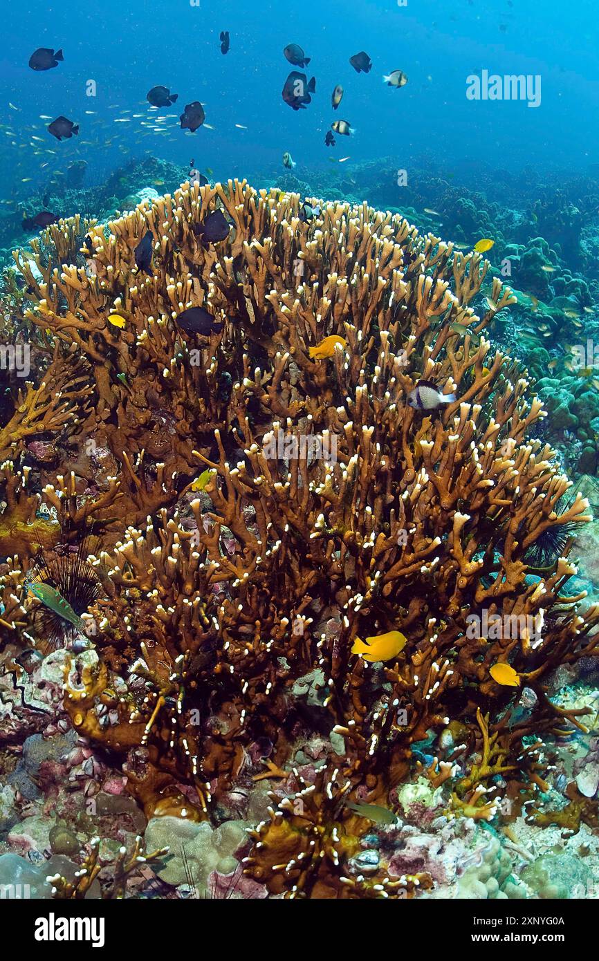 Large colony of stinging branching fire coral (Millepora dichotoma ...