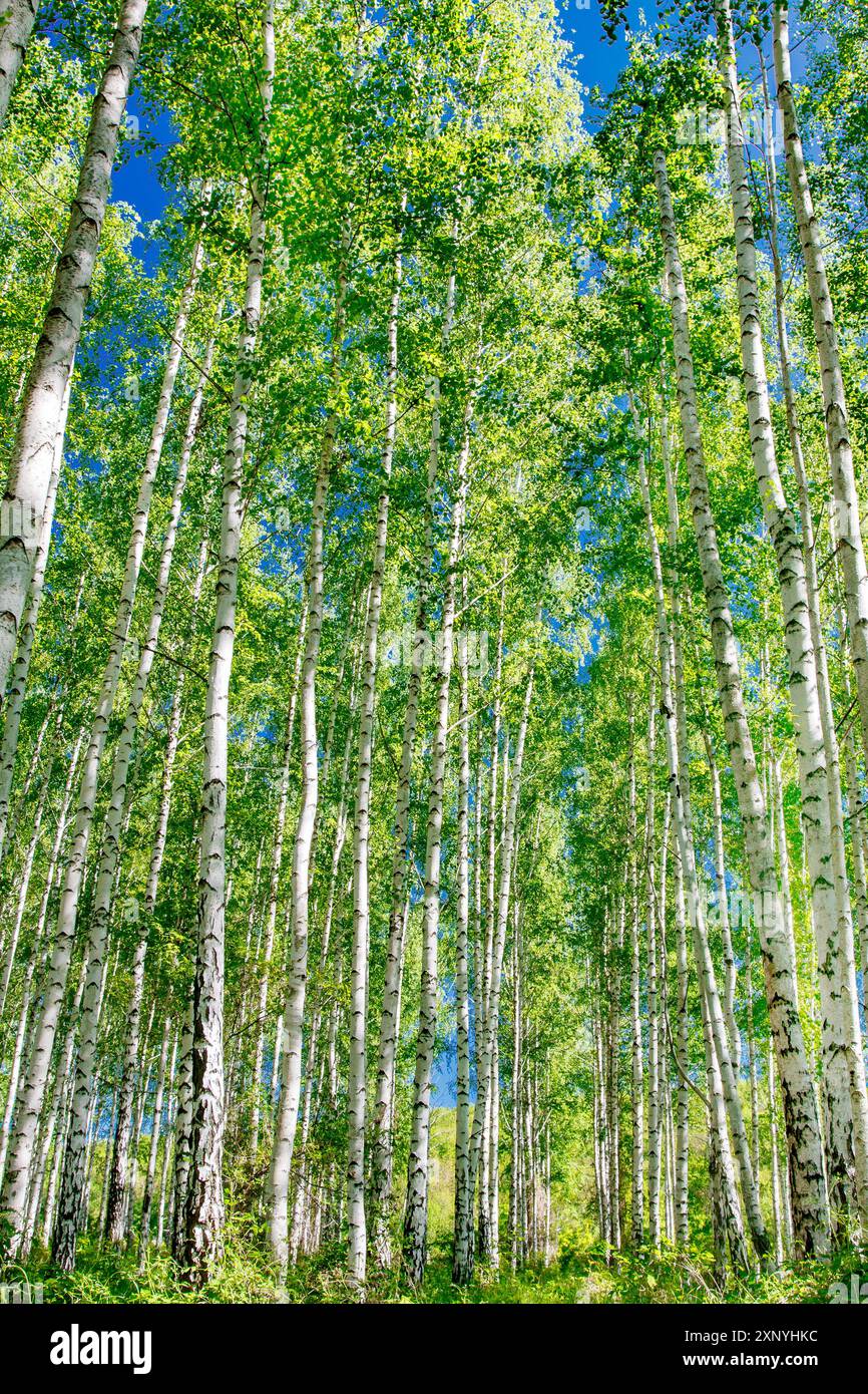 birch trees in a birch grove in summer, vertical frame Stock Photo - Alamy