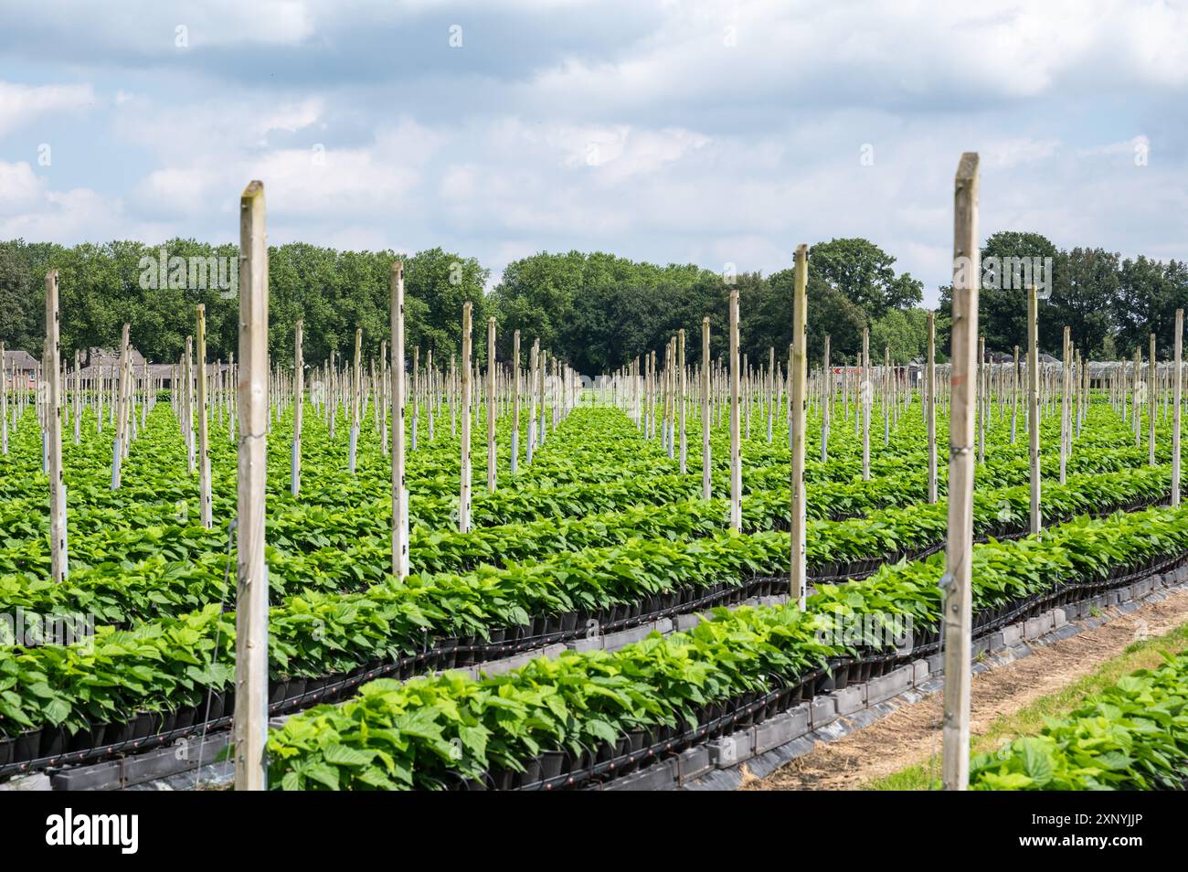 Row of cultivated plants at an agriculture site, Gassel, North Brabant, The  Netherlands Stock Photo - Alamy