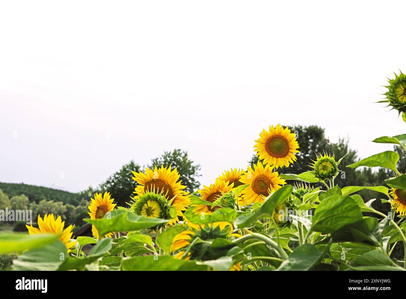 Ukraine sunflower war hi-res stock photography and images - Alamy