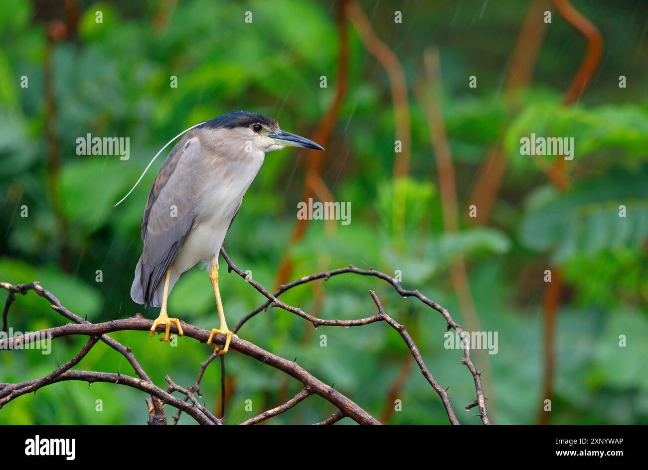 Black-crowned black crowned night heron (Nycticorax nycticorax ...