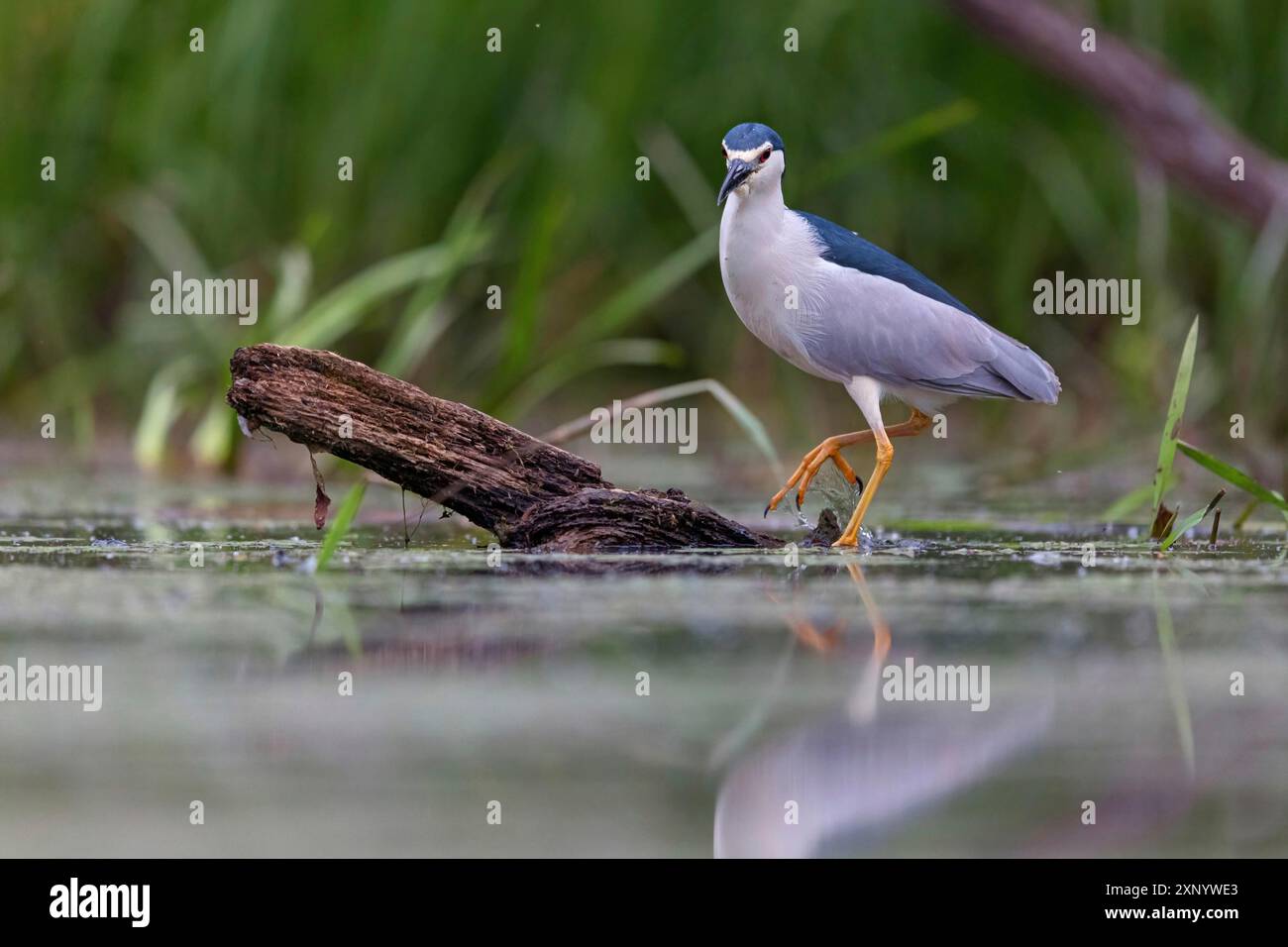 Black-crowned black crowned night heron (Nycticorax nycticorax ...
