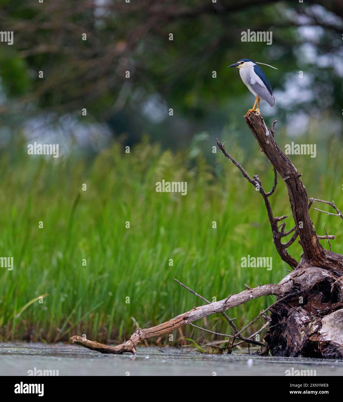 Black-crowned black crowned night heron (Nycticorax nycticorax ...