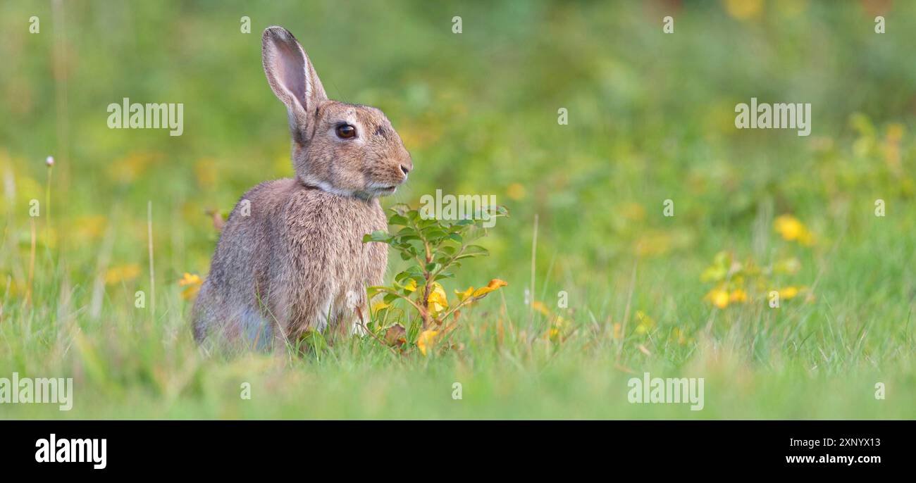European rabbit (Oryctolagus cuniculus), European rabbit, common rabbit ...