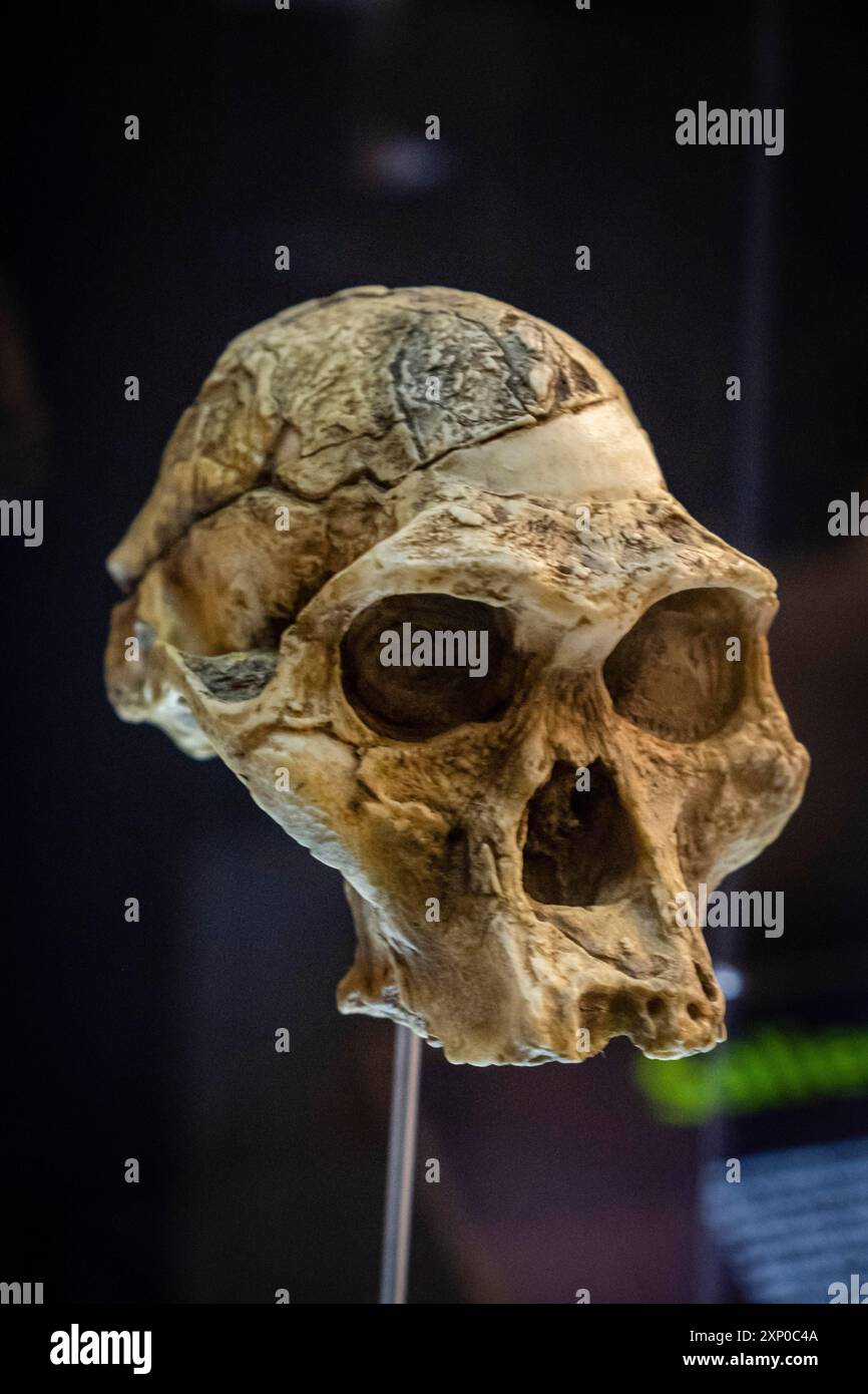 Australopithecus afarensis, skull replica, Museo de la evolucion humana, MEH, Burgos, Spain Stock Photo