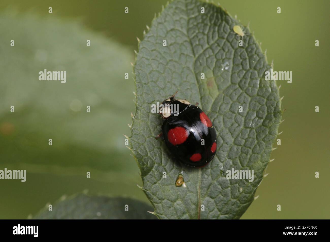 Marienkaefer hi-res stock photography and images - Alamy