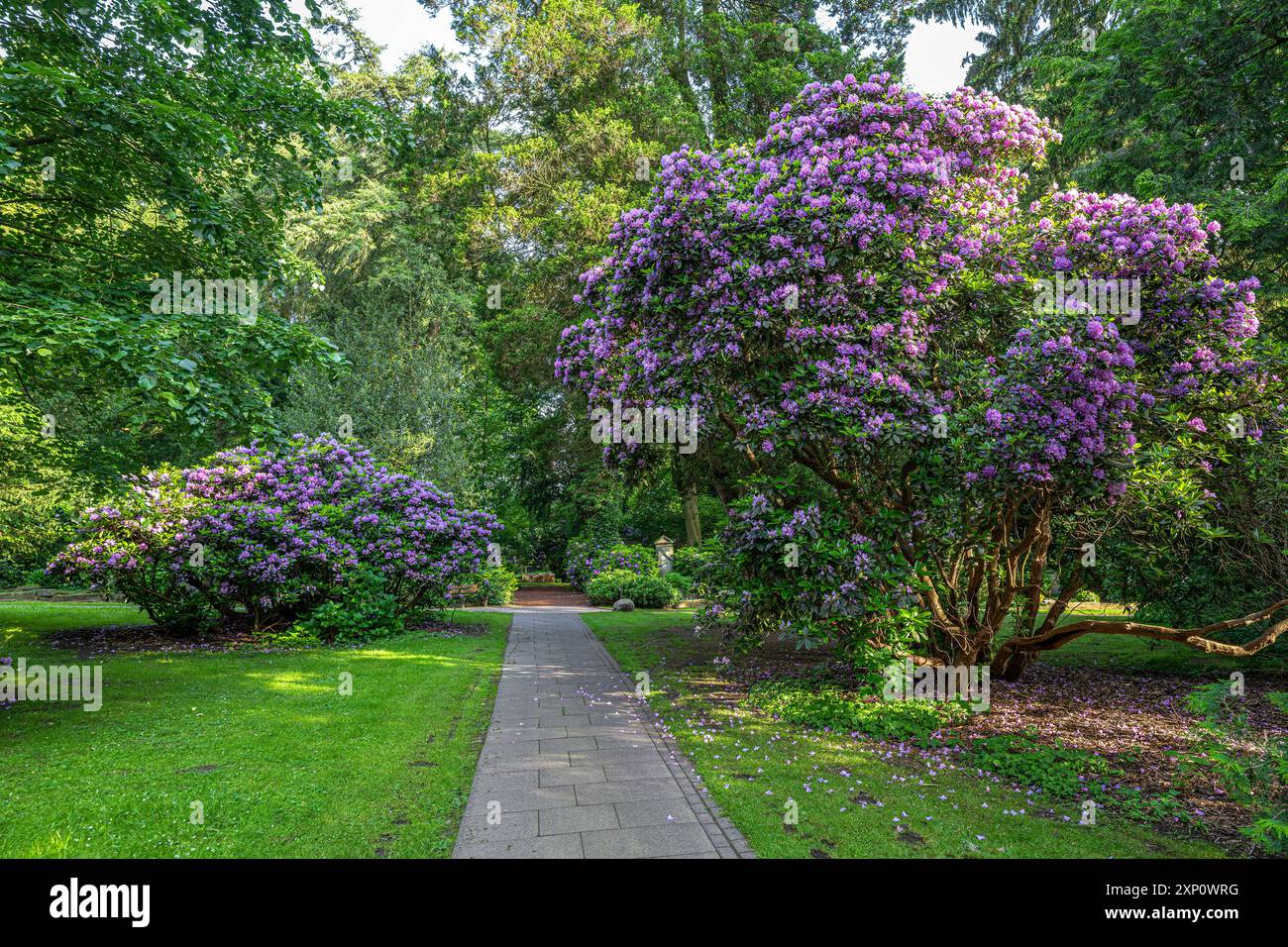 Flowering Rhododendron Trees in Spring, Germany Stock Photo - Alamy
