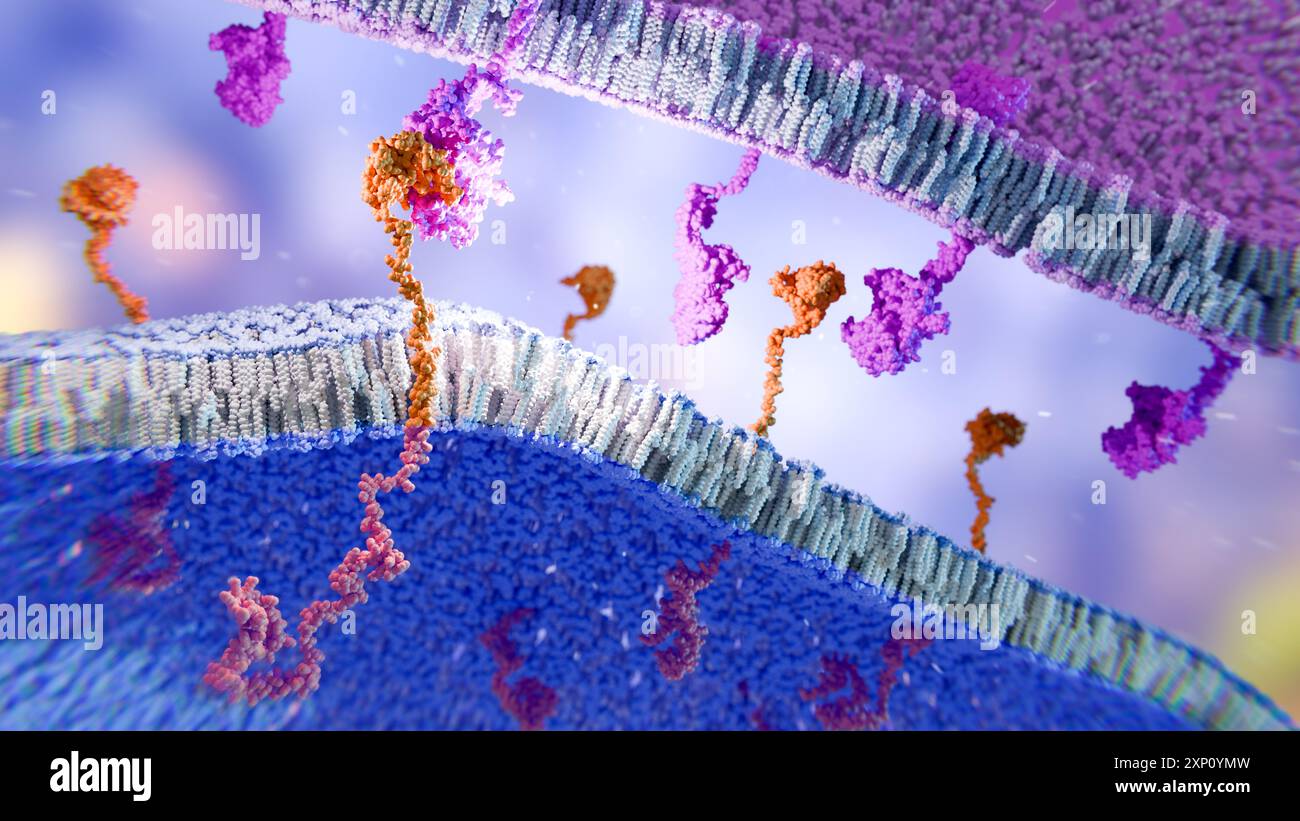 Illustration of the Chimeric Antigen Receptor (CAR), an engineered ...