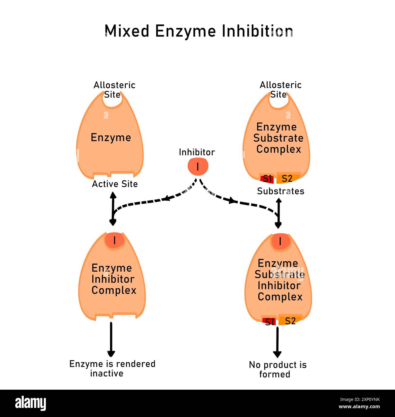 Enzyme Substrate Complex Example
