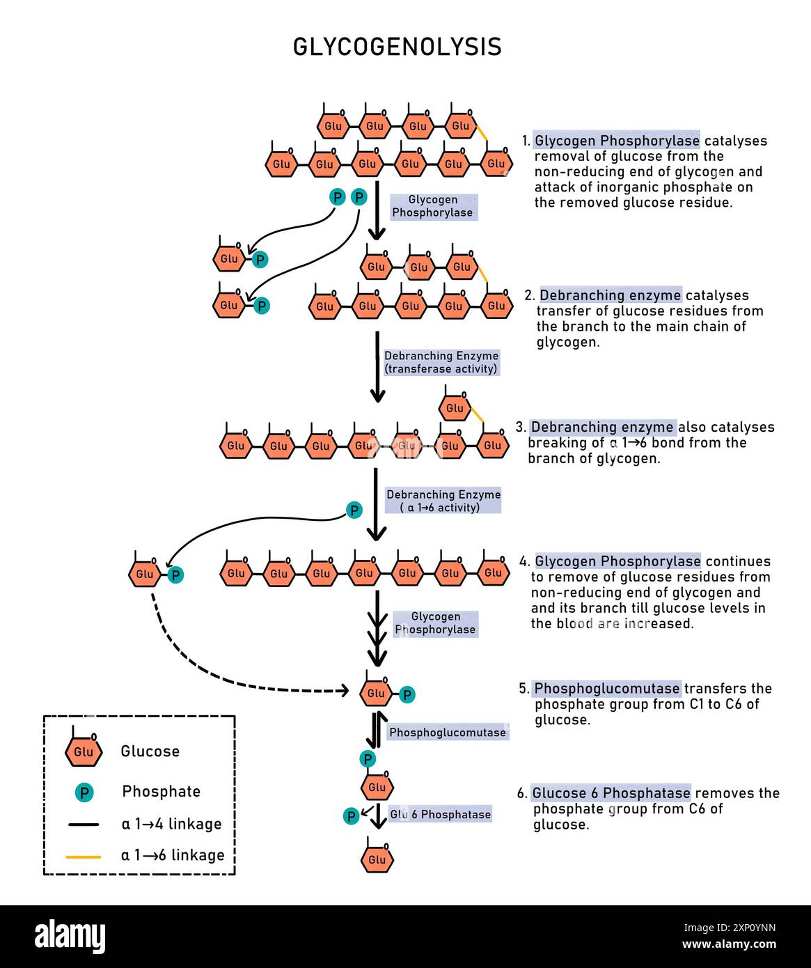 Curated visual reference: Glycogenolysis Illustration Glycogenolysis Is The Breakdown Of Photo Inspiration