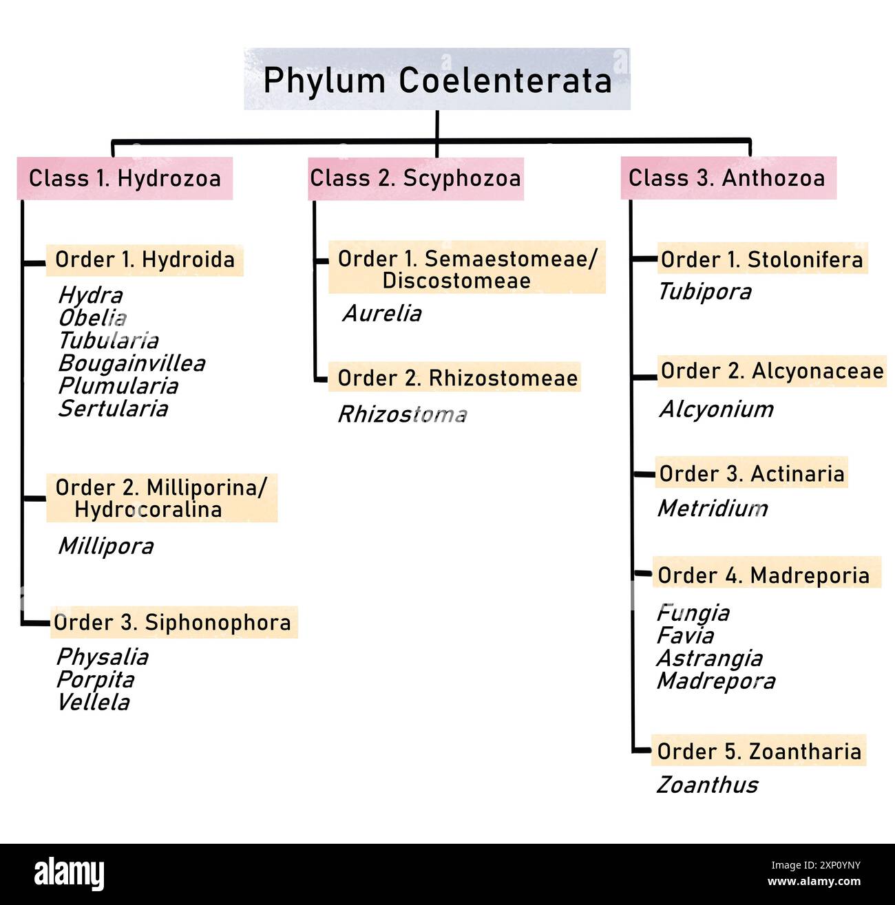 Phylum Coelenterata classification, illustration. Stock Photo