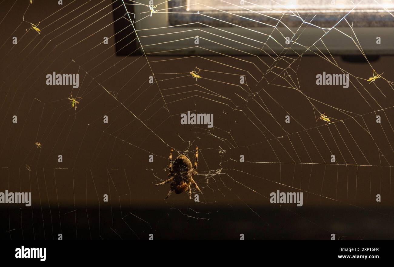 spider with trapped insects in ideal location, beside light on little ...
