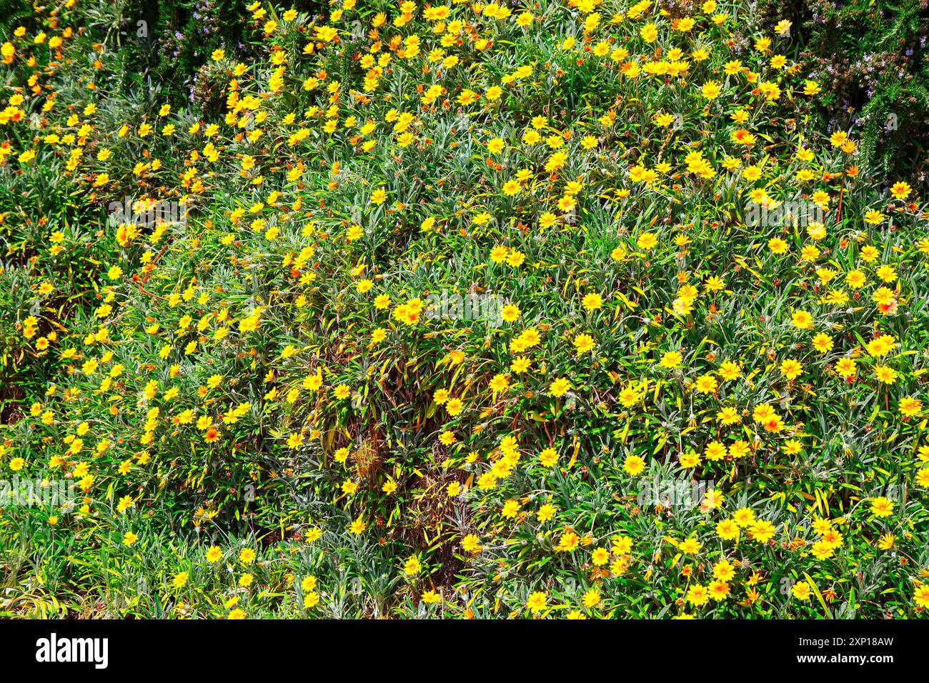 Field of yellow flowers with a few green stems. Background of flowers ...