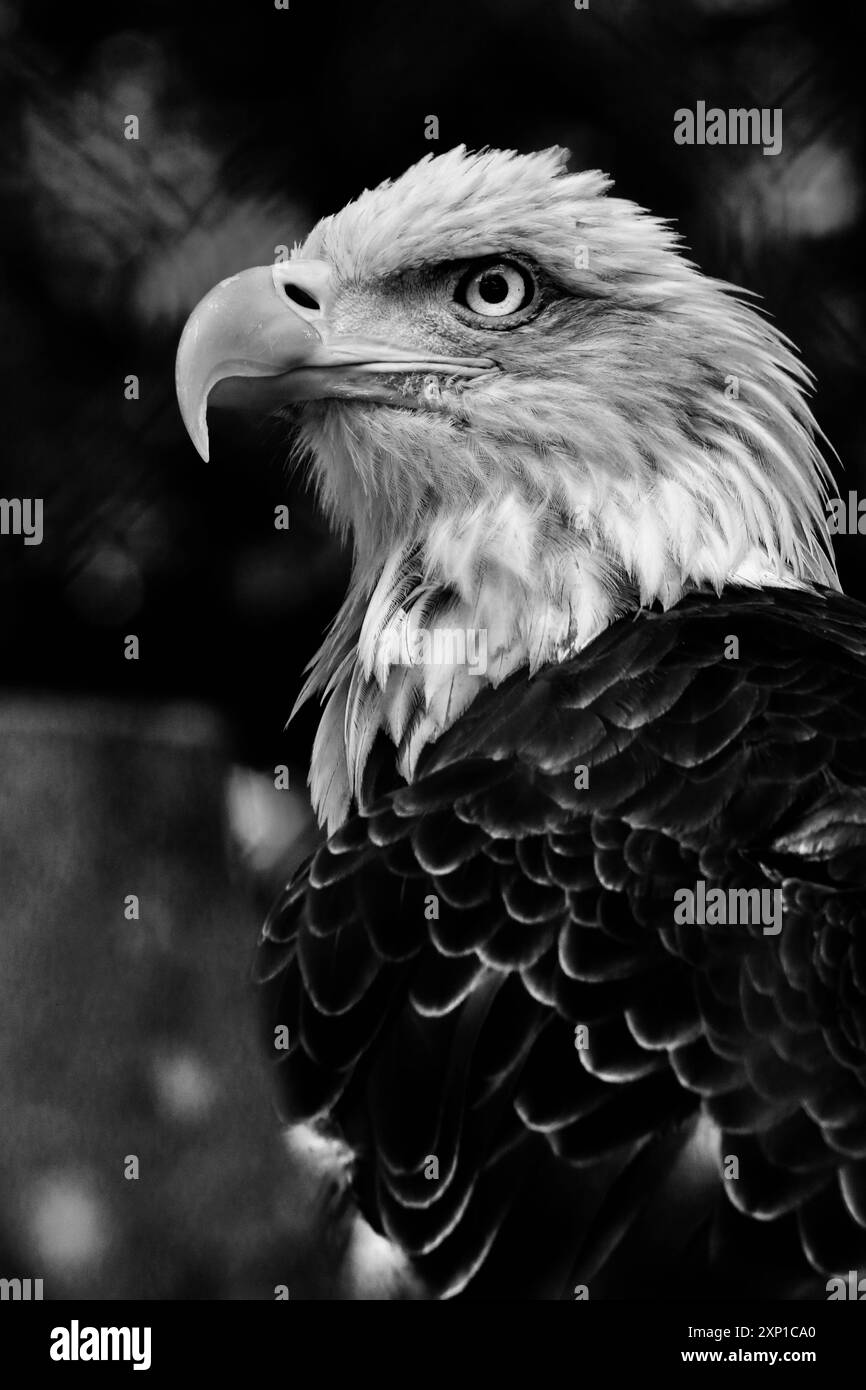 Black and white eagle head Black and White Stock Photos & Images - Alamy