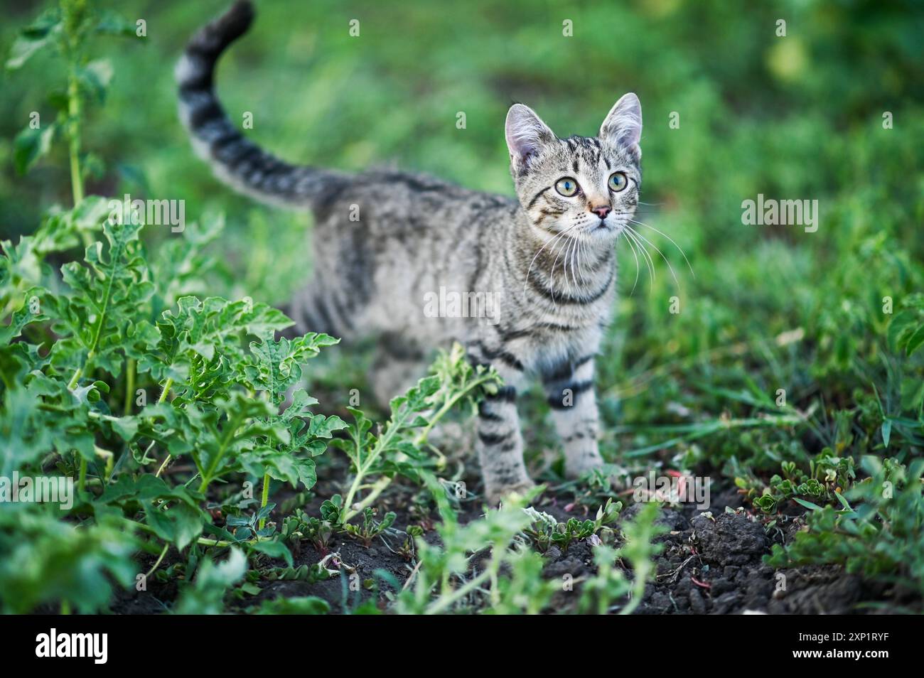 A cute kitten is walking in the green grass Stock Photo - Alamy