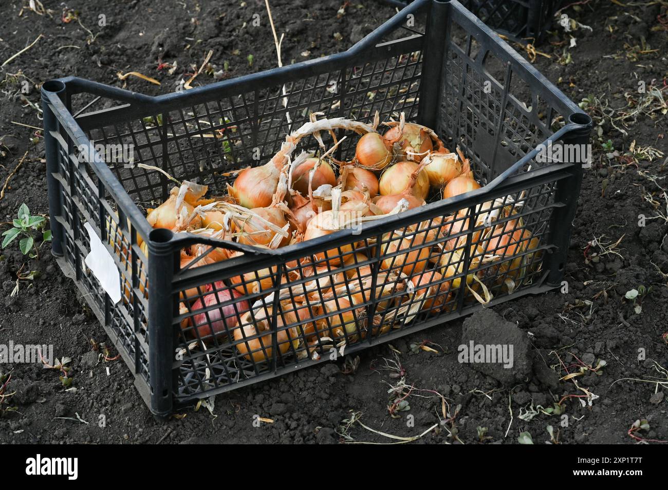 Closeup harvested yellow onions hi-res stock photography and images - Alamy