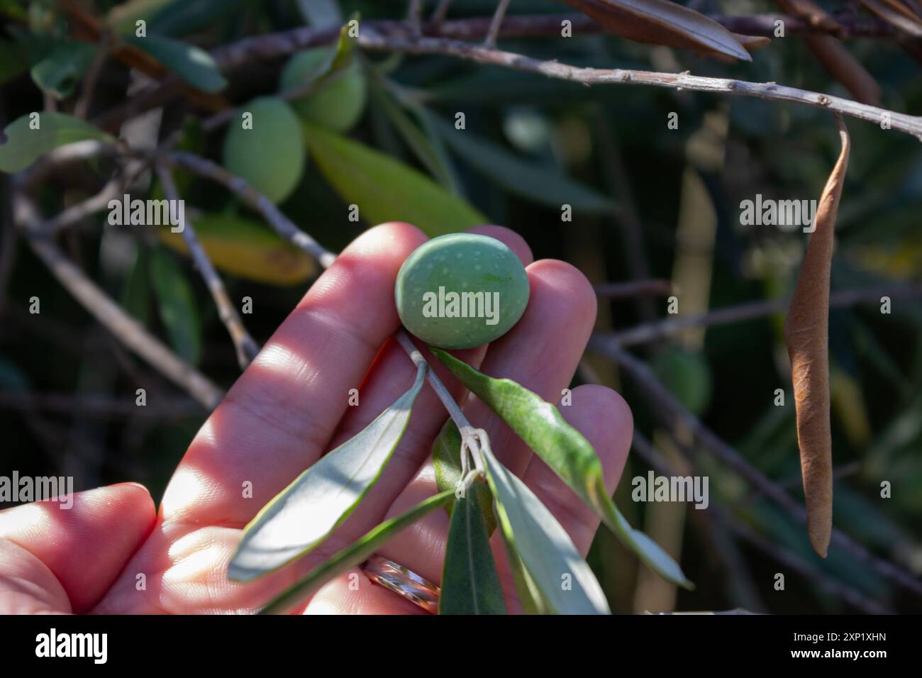 Hand holding olive branch hi-res stock photography and images - Alamy