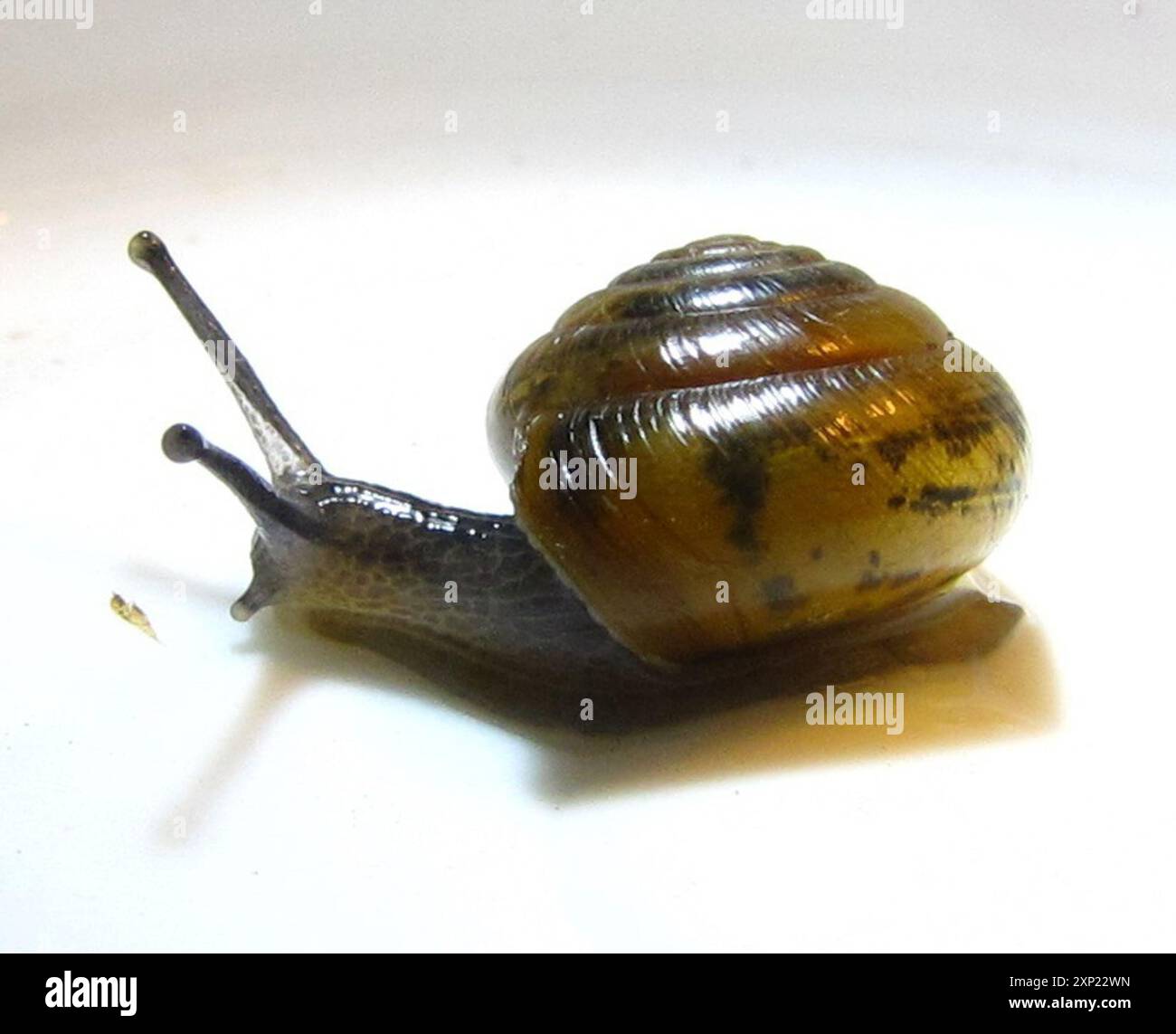 Perforate Dome Snail (Ventridens demissus) Mollusca Stock Photo - Alamy