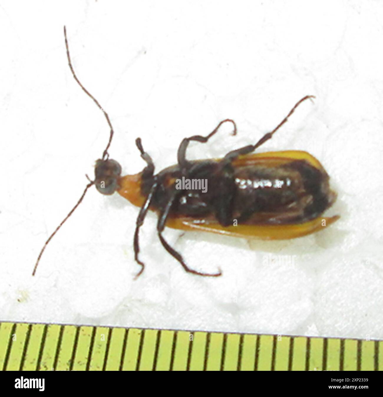 (Zonitoschema atrimembris) Insecta Stock Photo Alamy