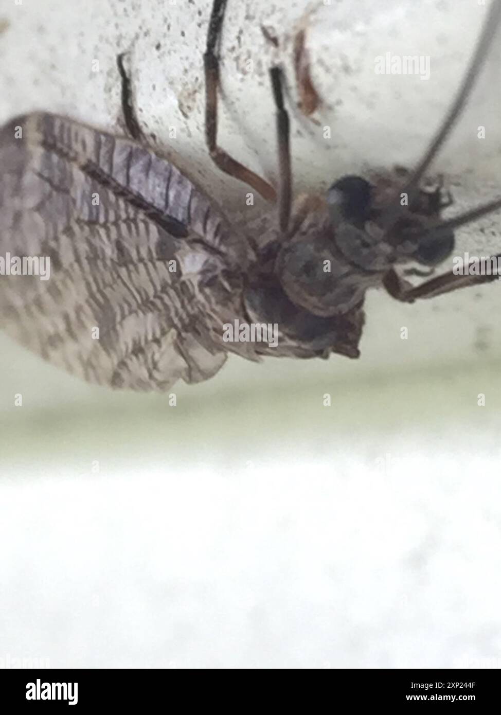 New Zealand dobsonfly (Archichauliodes diversus) Insecta Stock Photo